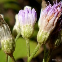 Cyanthillium hookerianum (Arn.) H.Rob.